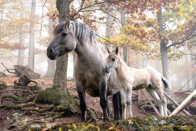 Horse and foal in autumn forest
