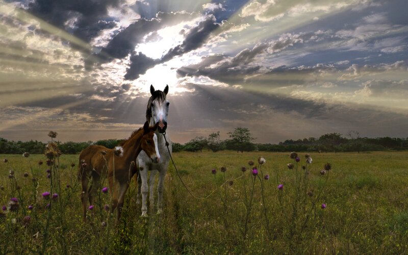 Horse and Foal in Field — Green, Dramatic, Sunset