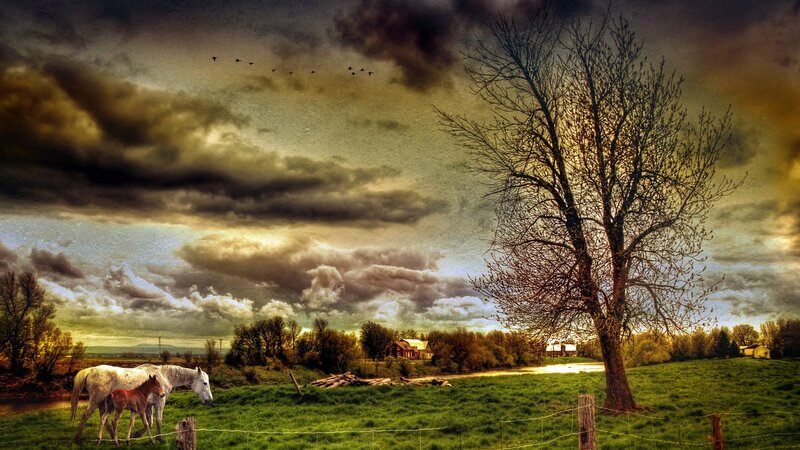 Horse and Foal in Field — Green, Dramatic