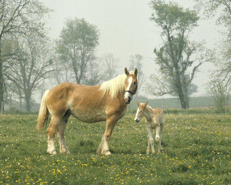 Horse and Foal in Field — Green, Serene