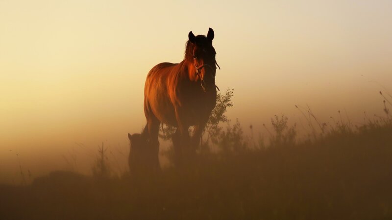 Horse and Foal in Field — Orange