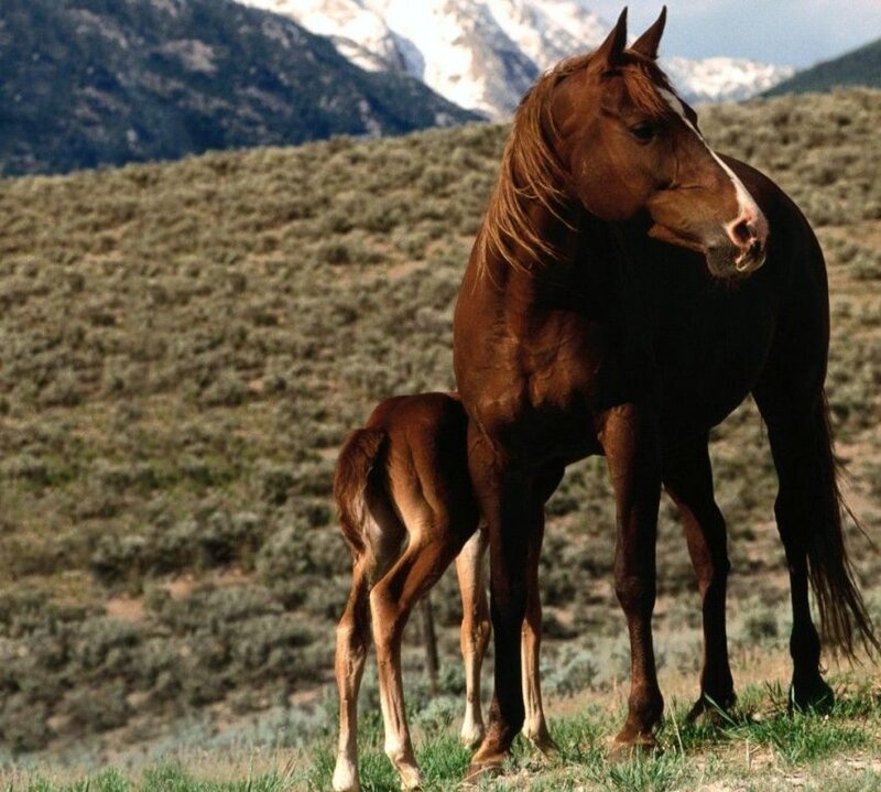 Horse and foal in mountain landscape