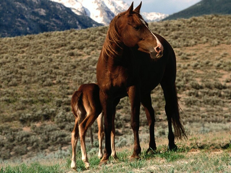 Horse and foal in mountain landscape