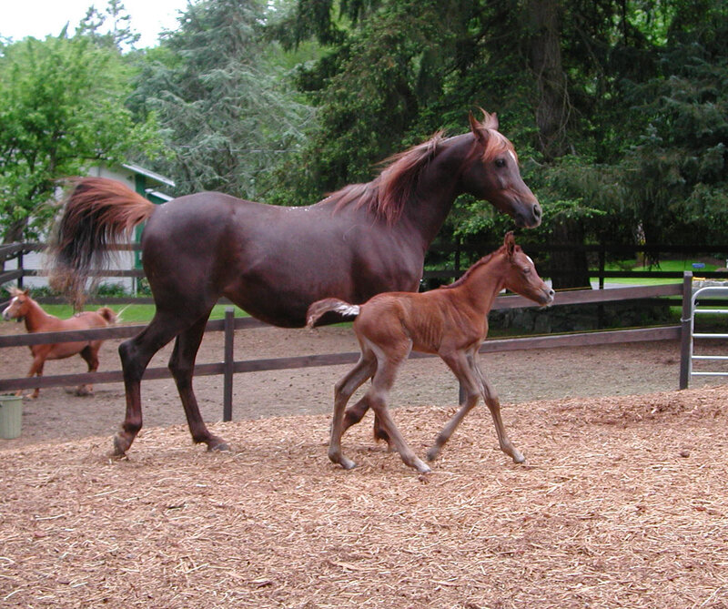 Horse and foal in paddock
