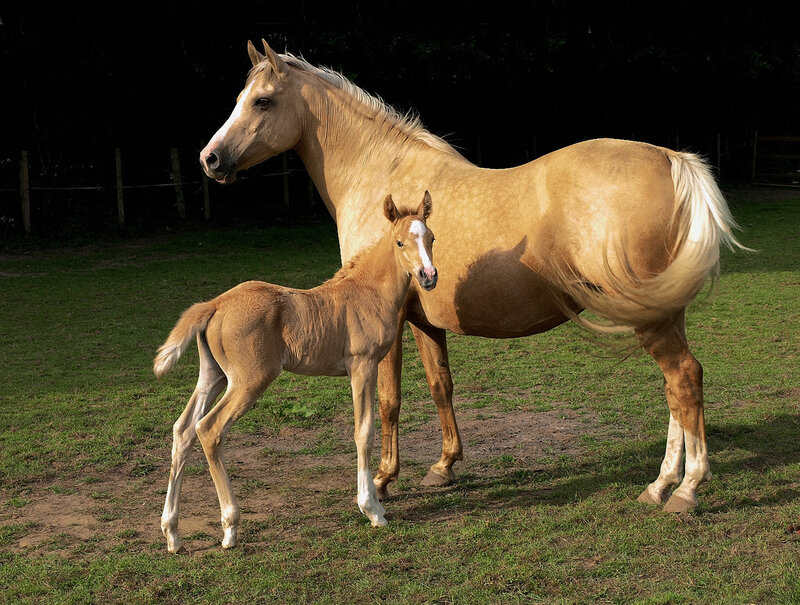 Horse and foal in pasture