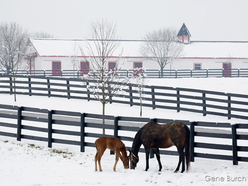 Horse and Foal in Snow