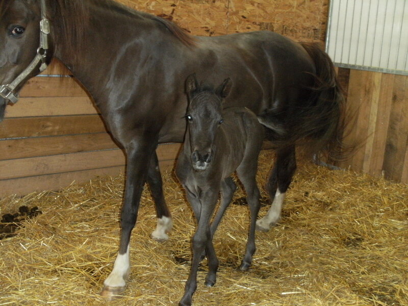 Horse and foal in stable