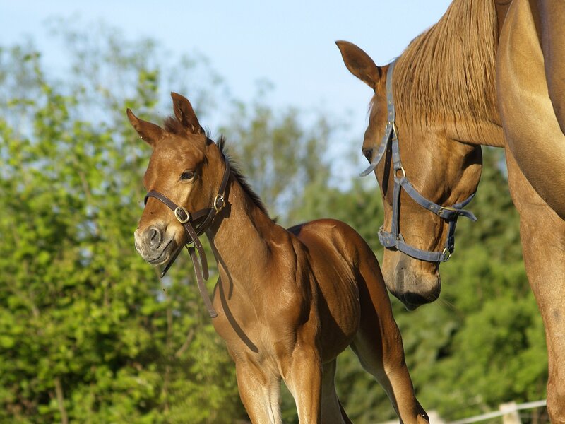Horse and foal in sunlight