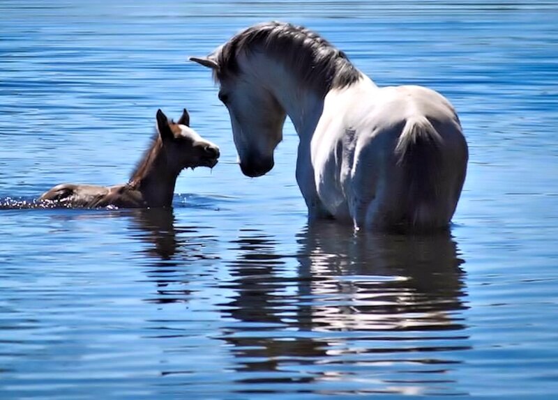 Horse and Foal in Water