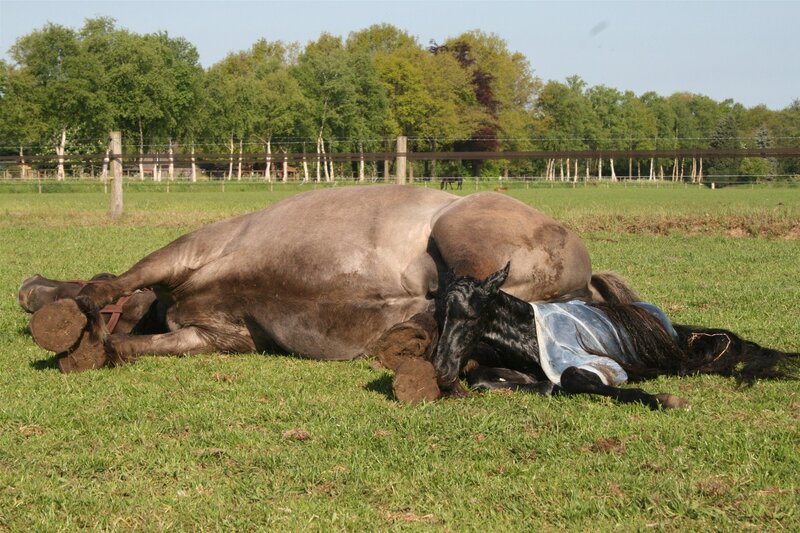 Horse and Foal Lying Down