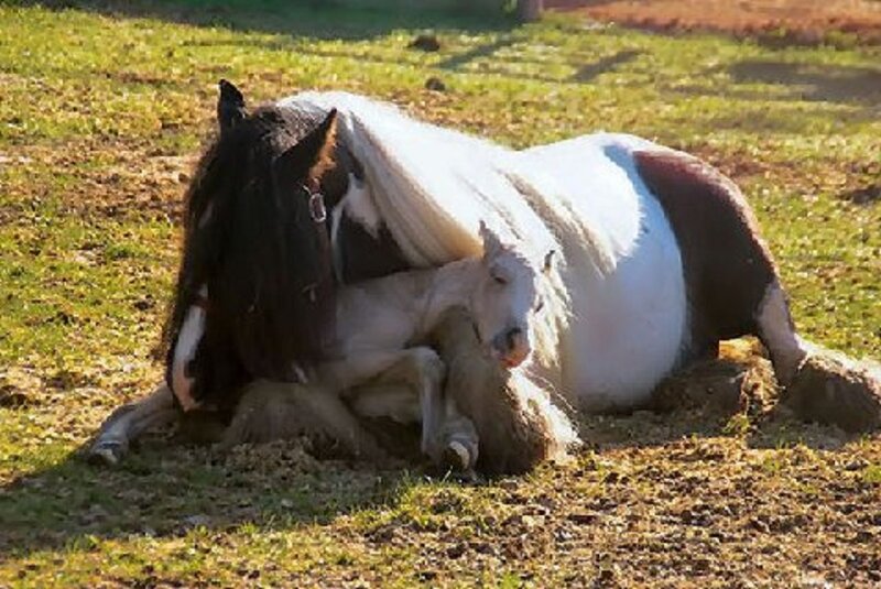 Horse and Foal Lying