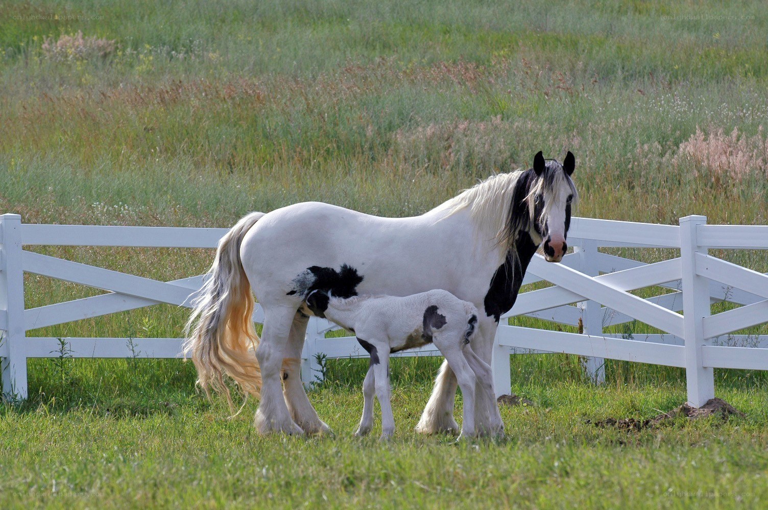 Horse and foal nursing