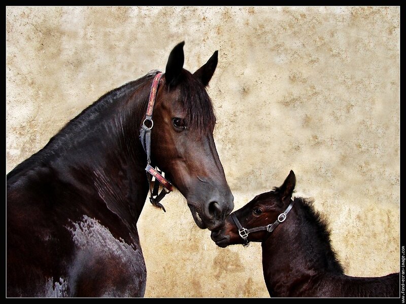 Horse and foal nuzzle
