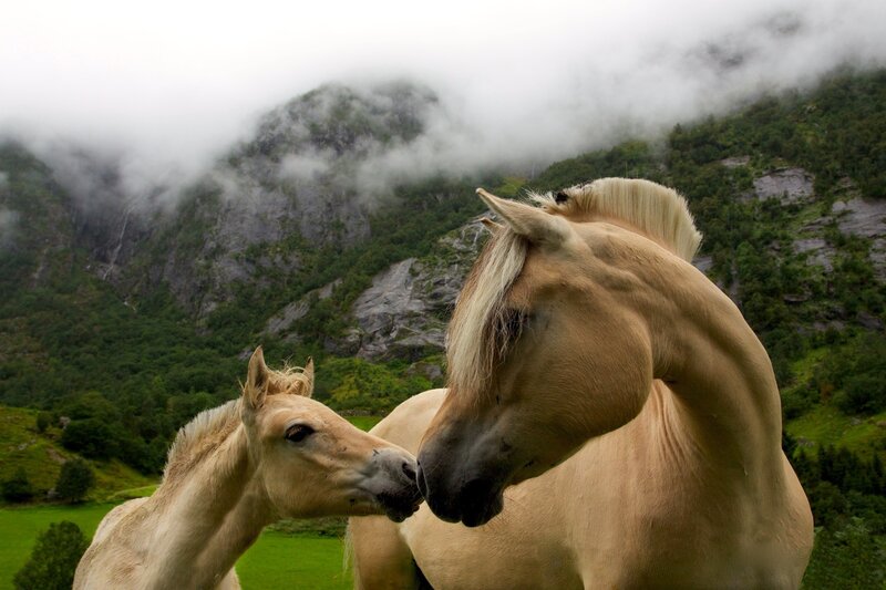 Horse and Foal Nuzzling — Green