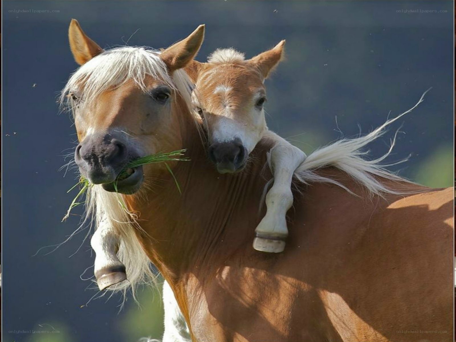 Horse and foal nuzzling