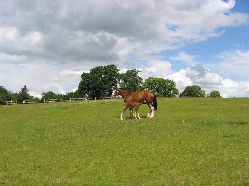 Horse and foal on a hill
