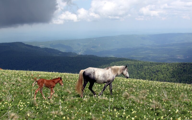 Horse and foal on a mountain