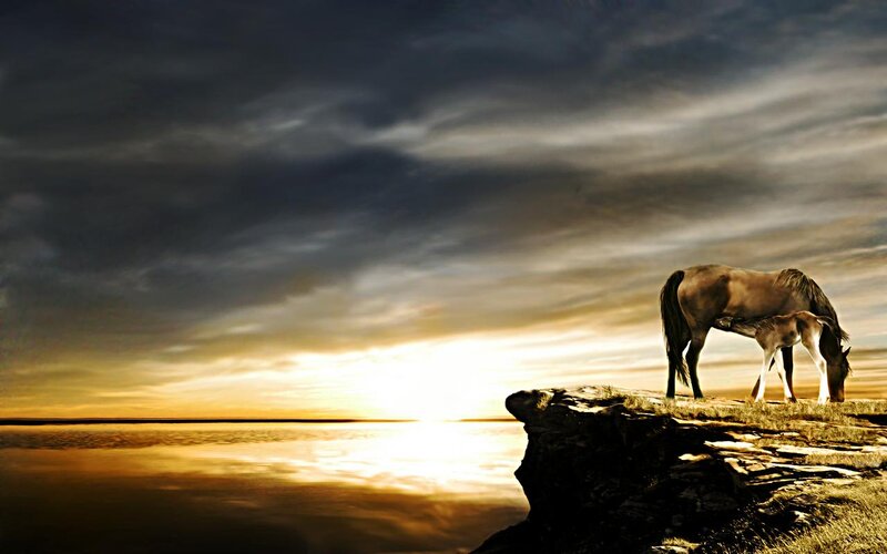 Horse and Foal on Cliff
