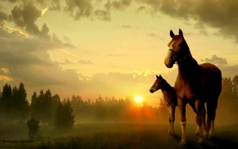 Horse and Foal — Orange