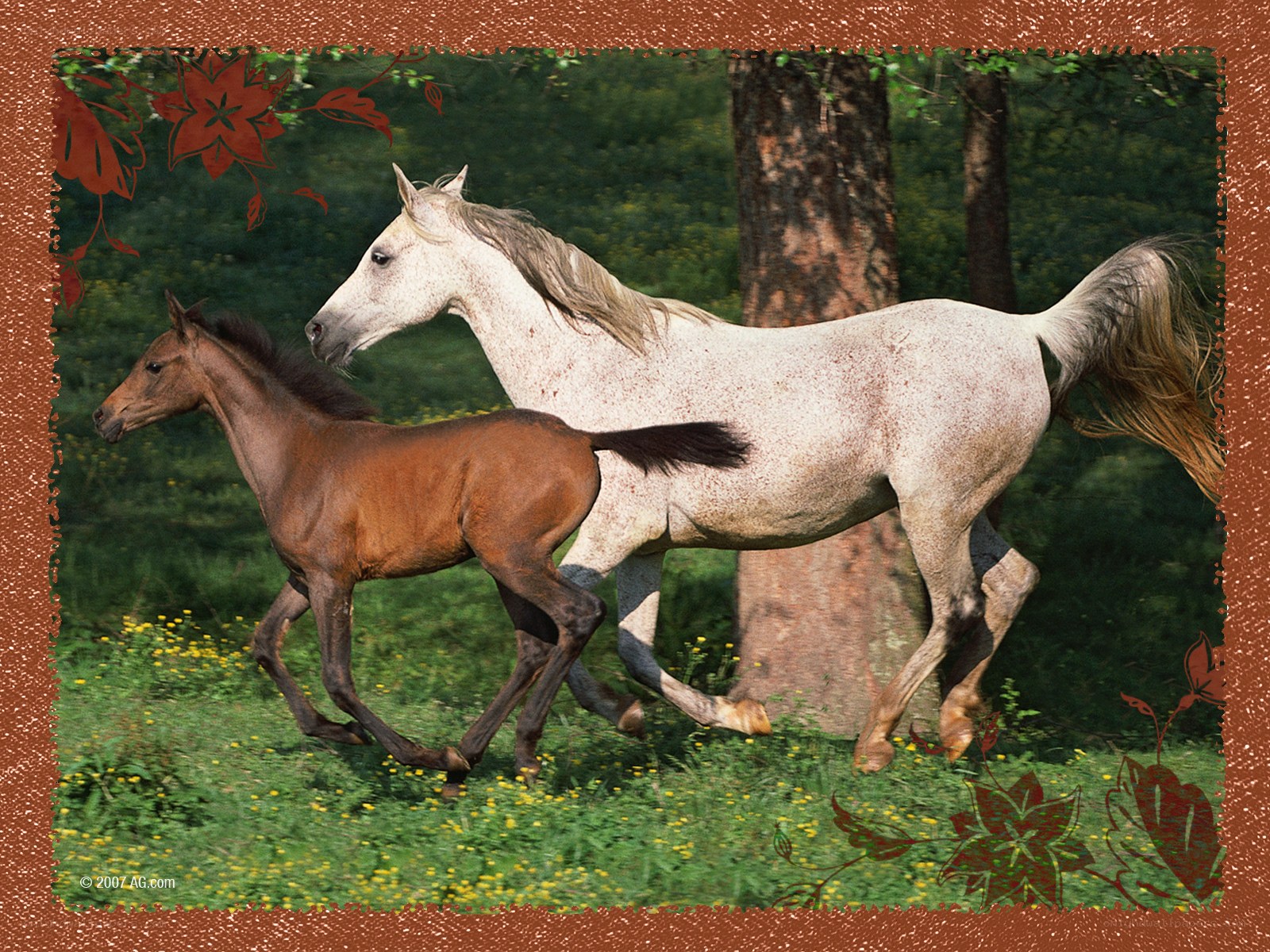 Horse and foal running