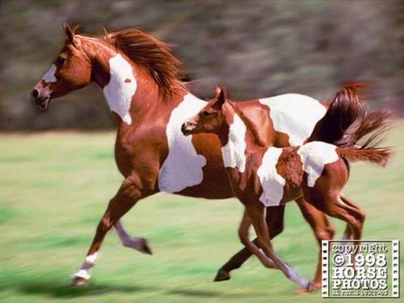 Horse and foal running
