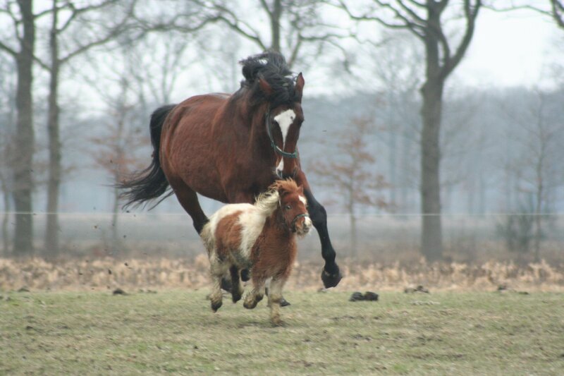 Horse and Foal Running — Brown, Active