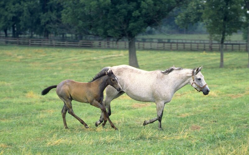 Horse and foal running in field