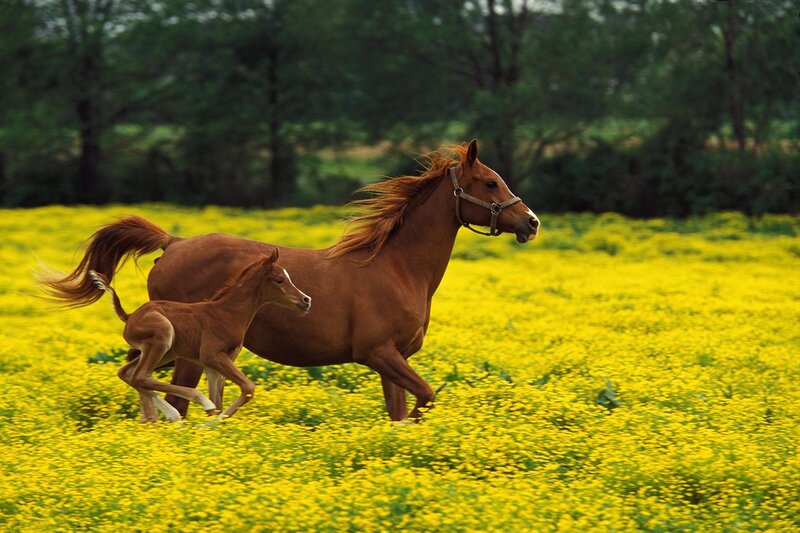 Horse and foal running in field