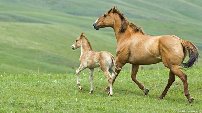 Horse and foal running in field