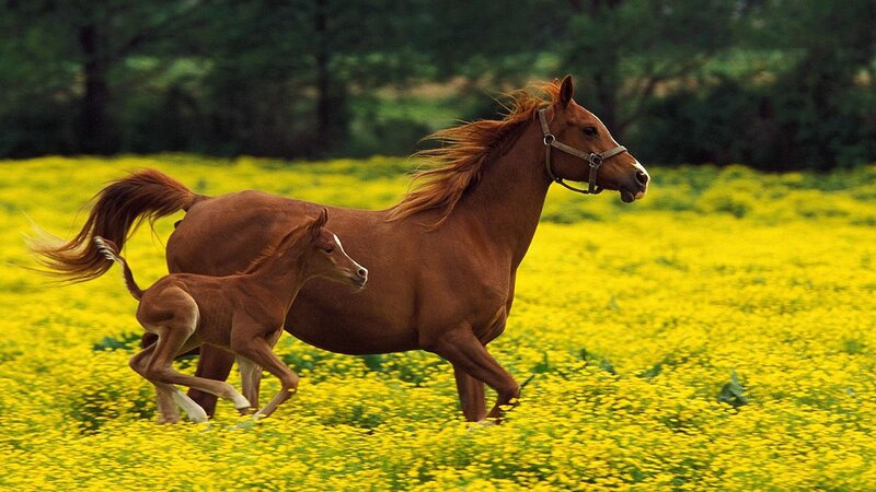 Horse and foal running in field