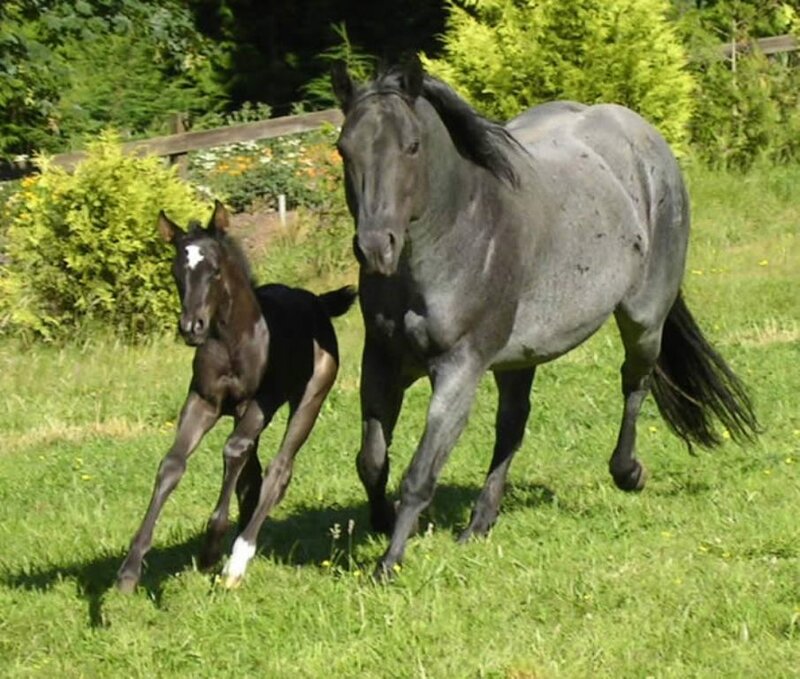 Horse and foal running in field