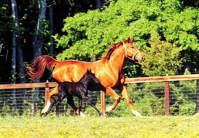 Horse and foal running in field