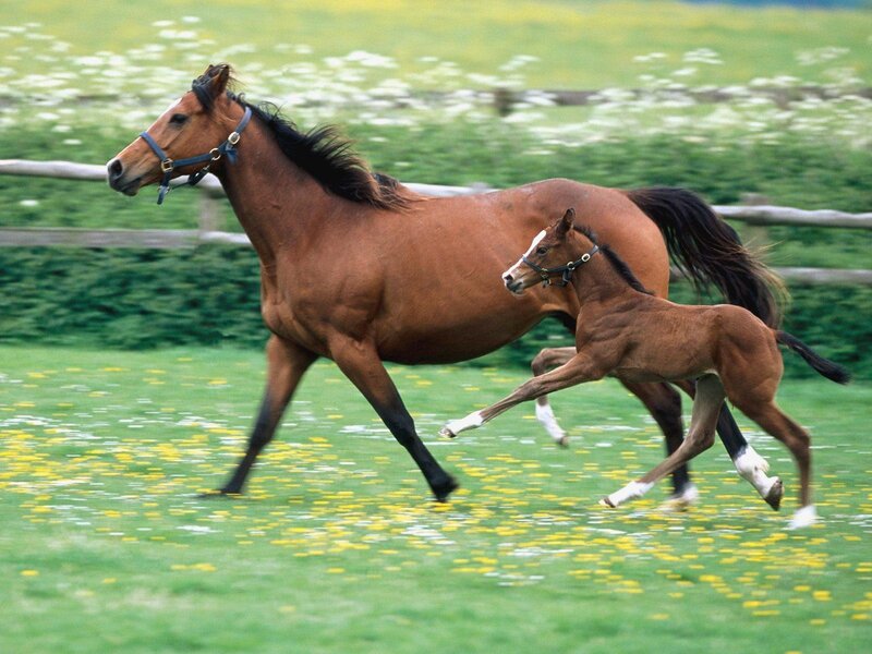 Horse and foal running in field
