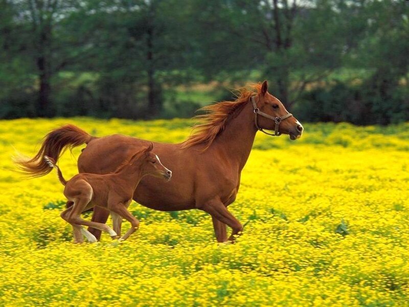 Horse and foal running in field