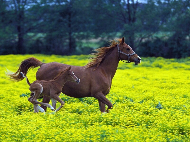 Horse and foal running in field