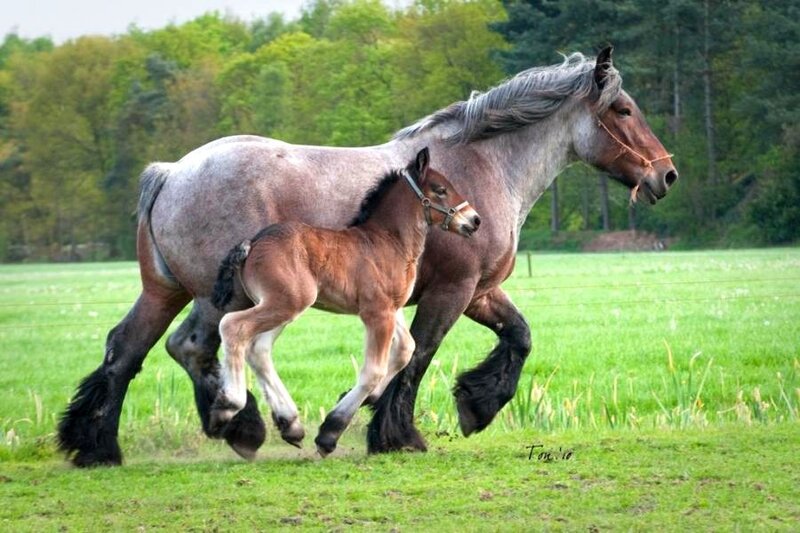 Horse and foal running in field