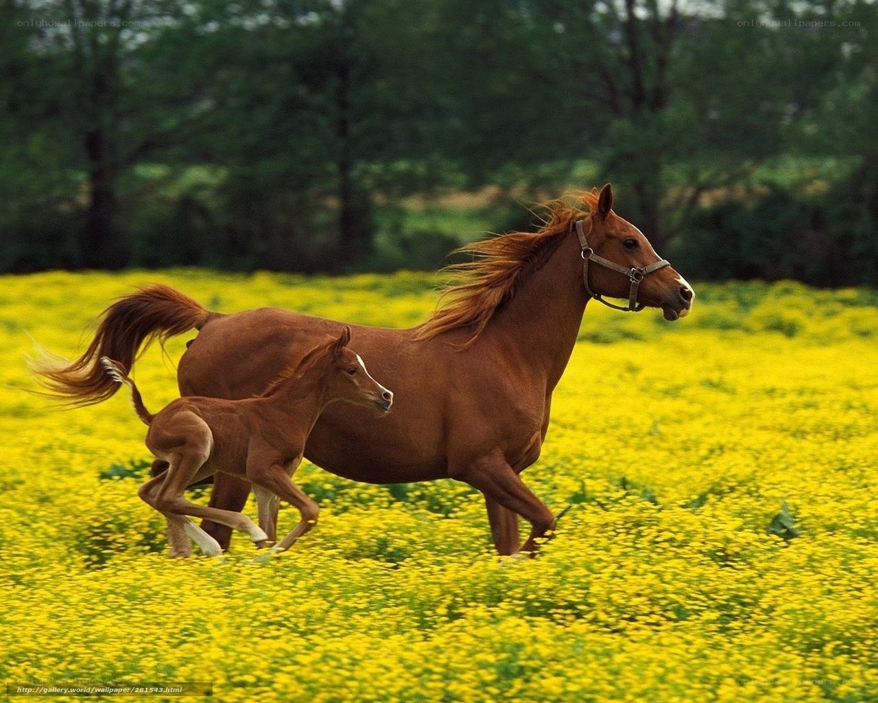 Horse and foal running in field