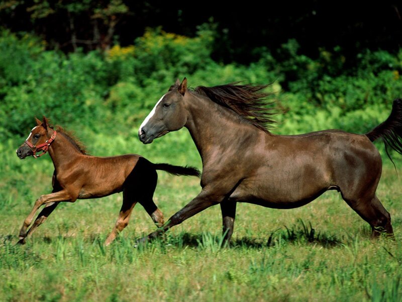 Horse and foal running in field