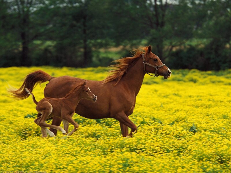Horse and foal running in field