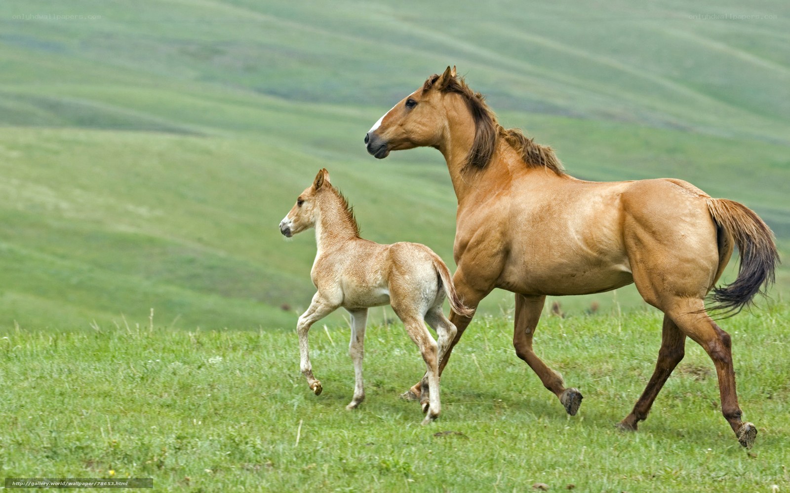 Horse and foal running in field