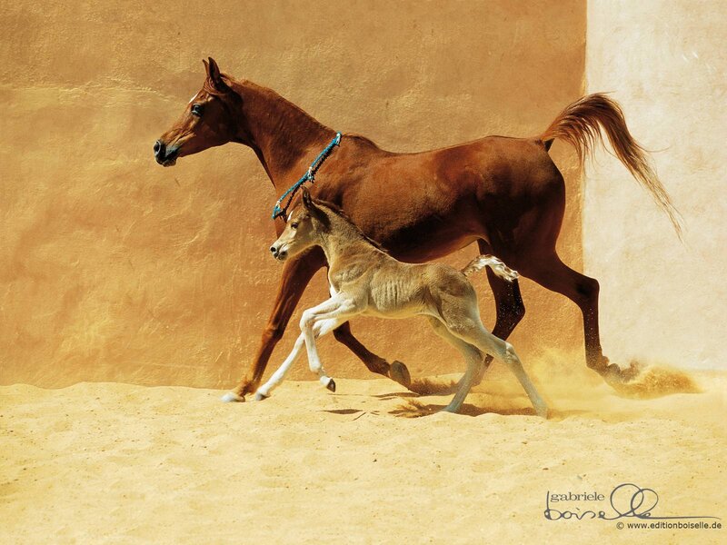 Horse and foal running in sand