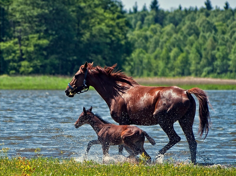 Horse and foal running in water