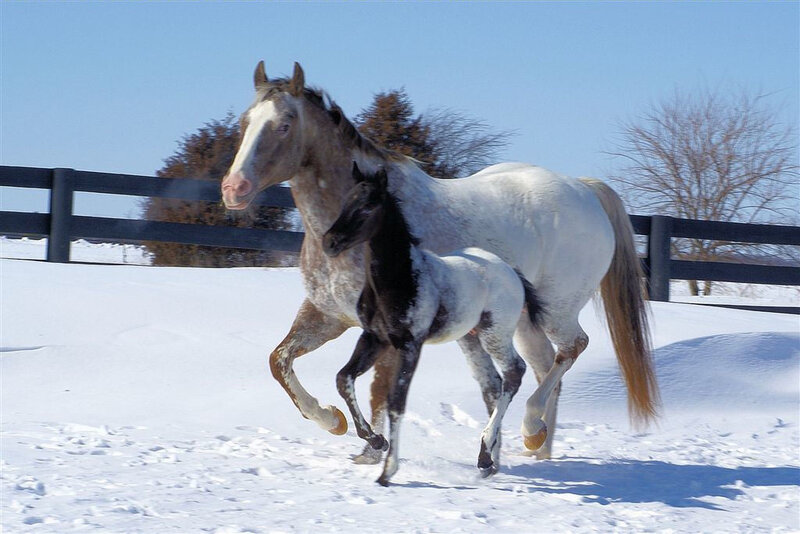 Horse and Foal Running — White