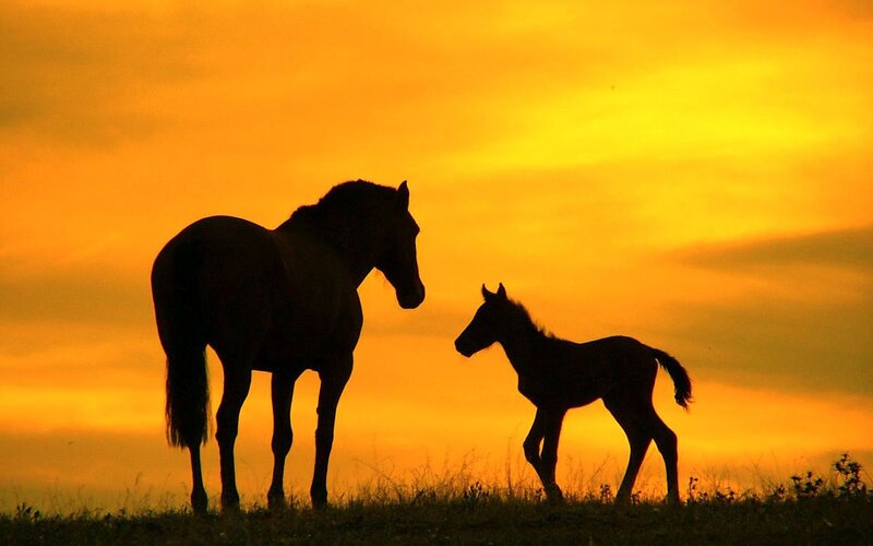 Horse and Foal Silhouette — Orange, Serene, Sunset, Photograph