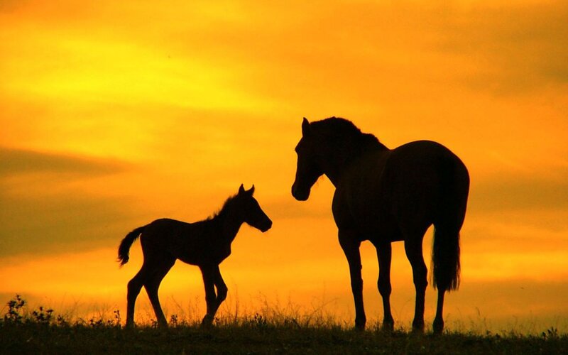 Horse and Foal Silhouette — Orange, Serene, Sunset