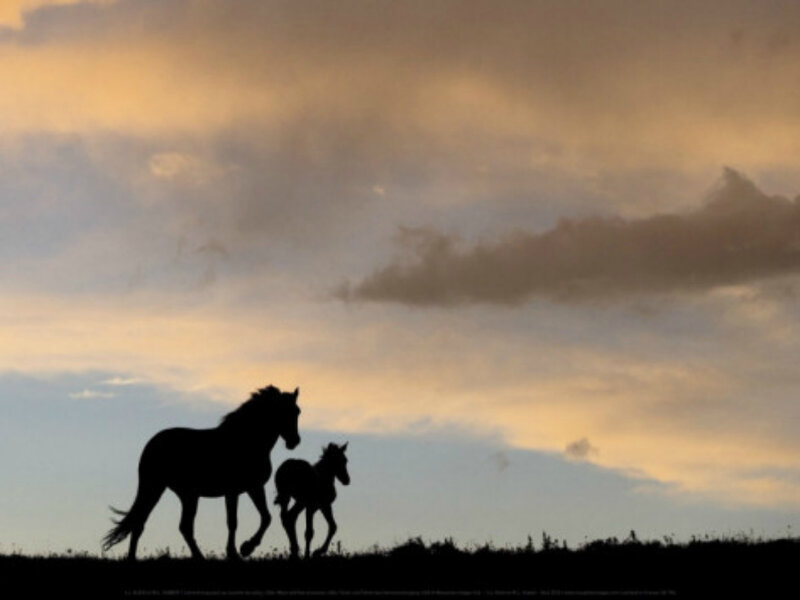 Horse and Foal Silhouette — Orange, Serene