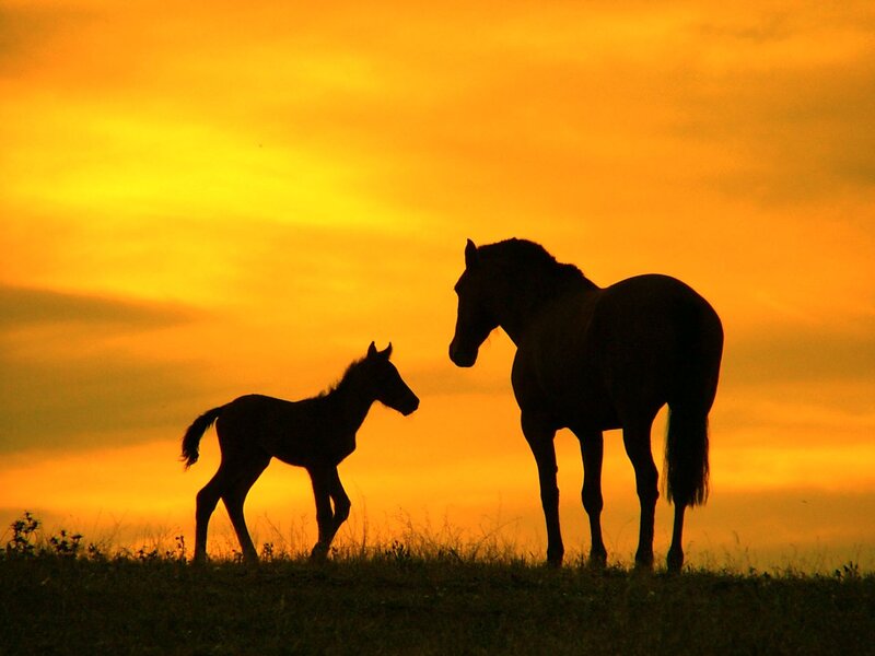 Horse and Foal Silhouette — Orange