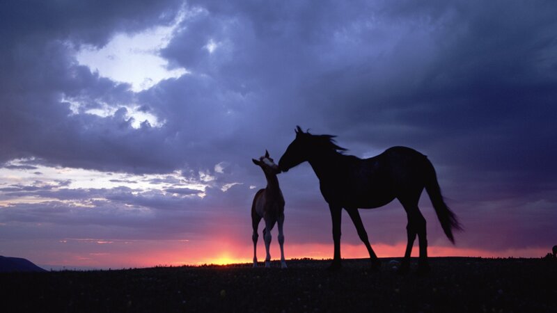 Horse and Foal Silhouette — Purple, Dramatic, Sunset, Photograph, Sky, Clouds, Horizon