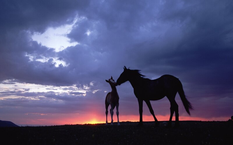 Horse and Foal Silhouette — Purple, Dramatic, Sunset, Photograph, Sky