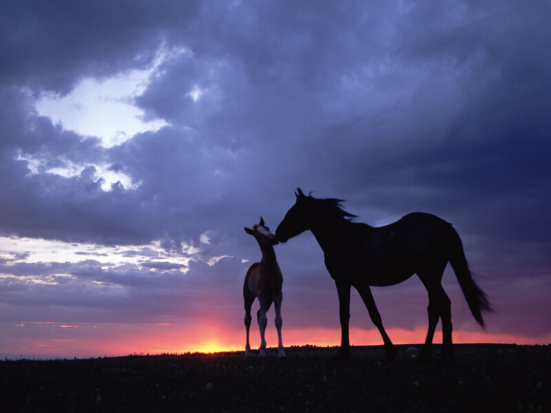 Horse and Foal Silhouette — Purple, Dramatic, Sunset